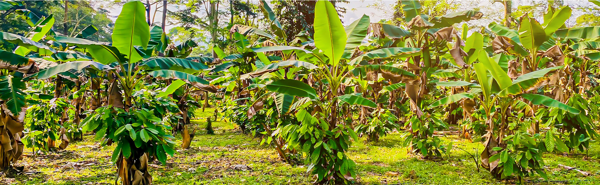Avant-Garde Cocoa Plantation