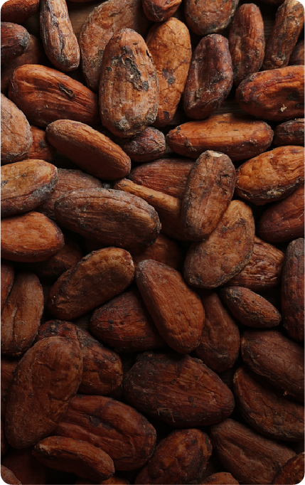 Cocoa farm canopy