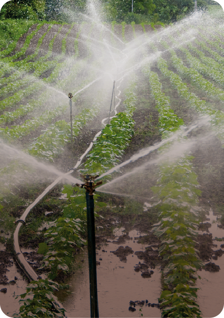 Irrigation sprinklers in farm rows