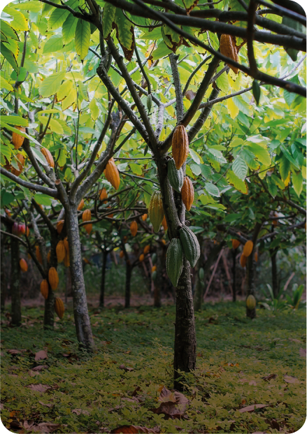 Cocoa farm canopy